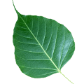 www.ua.dhamma.org